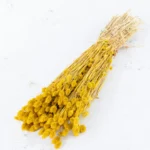 Phalaris gul tørret naturlig