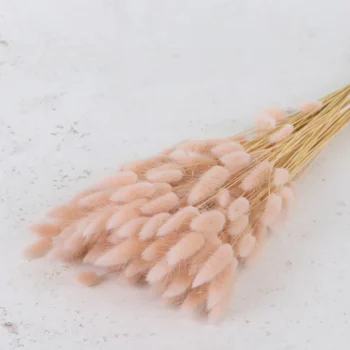 Tørret pastel lyserød Lagurus (Harehale)