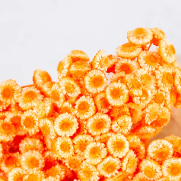 orange immortelle naturlig tørret