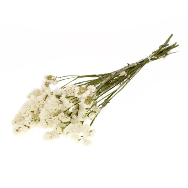 statice hvid tørrede blomster